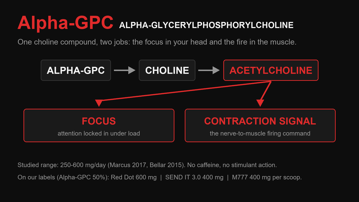 Alpha-GPC to choline to acetylcholine chain splitting into focus and muscle contraction signal