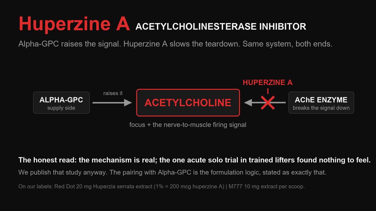Diagram of huperzine A blocking the acetylcholinesterase enzyme while Alpha-GPC supplies acetylcholine