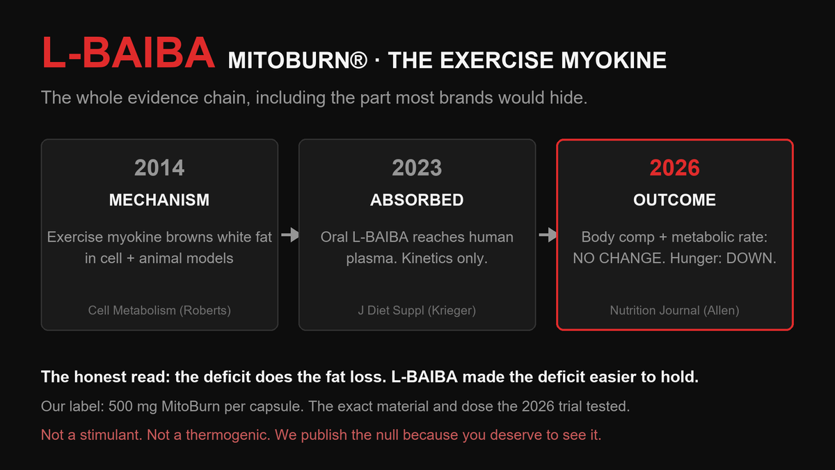 Three-step L-BAIBA evidence timeline: 2014 mechanism, 2023 absorption, 2026 outcome trial with no body composition change and reduced hunger