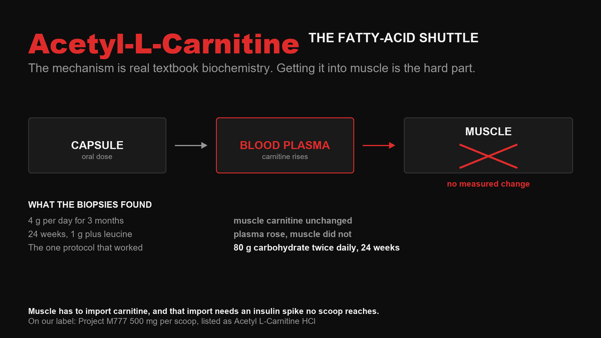 Flow diagram: an oral capsule raises blood plasma carnitine but muscle carnitine shows no measured change