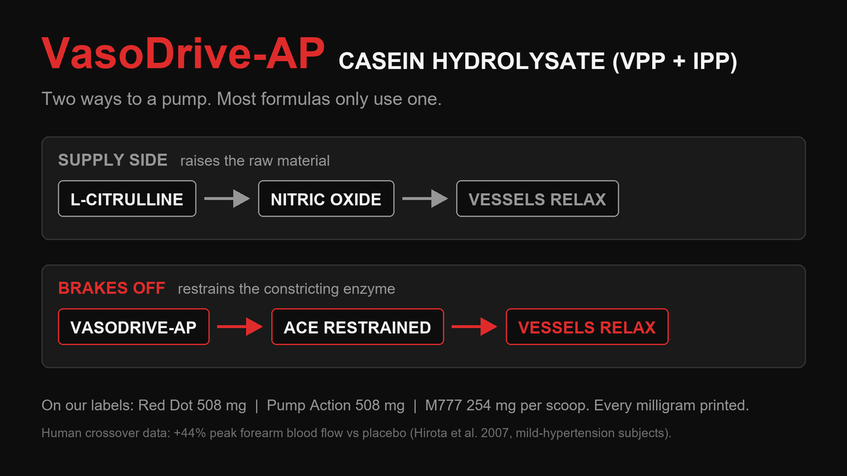 Two-lane diagram: L-Citrulline raises nitric oxide while VasoDrive-AP restrains ACE, both relaxing vessels